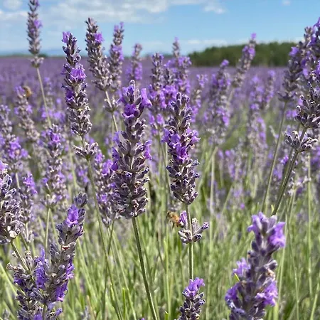 Magnificent Flat In The Heart Of Lavender Fields - 8-9 People Apartment Brunet