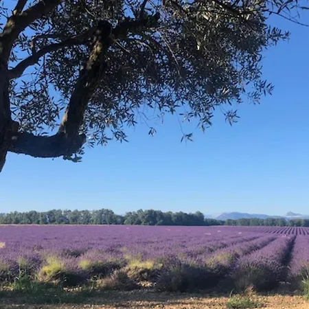 Magnificent Flat In The Heart Of Lavender Fields - 8-9 People *