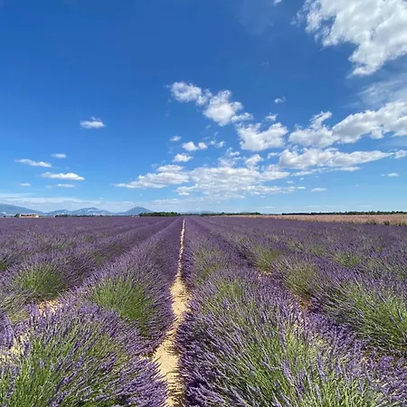 Magnificent Flat In The Heart Of Lavender Fields - 8-9 People Apartment
