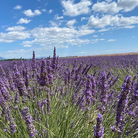 Magnificent Flat In The Heart Of Lavender Fields - 8-9 People Brunet